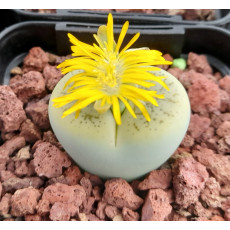 Green Ivory - Seed